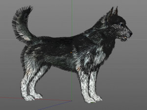 husky dog hairs rigged low poly animal 3Dモデル