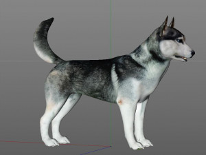 husky dog hairs rigged low poly animal 3Dモデル