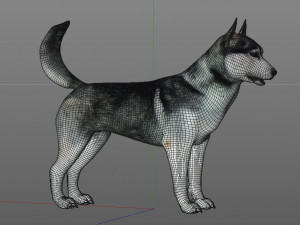 husky dog hairs rigged low poly animal 3Dモデル