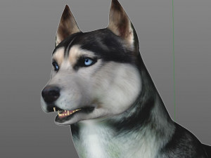 husky dog hairs rigged low poly animal 3Dモデル