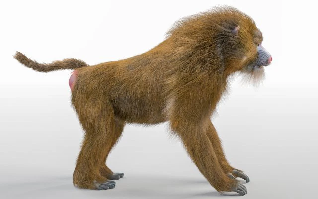 baboon monkey rigged low poly animal 3D Model .c4d .max .obj .3ds .fbx .stl .blend 