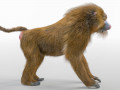Baboon Monkey Rigged Low Poly Animal 3D Model