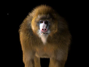 baboon monkey rigged low poly animal 3D Model