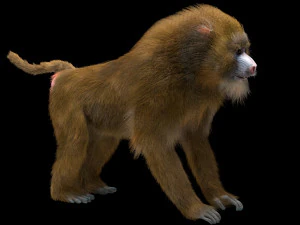 baboon monkey rigged low poly animal 3D Model