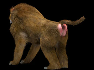 baboon monkey rigged low poly animal 3D Model