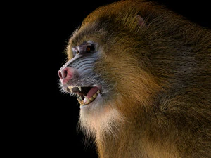 baboon monkey rigged low poly animal 3D Model