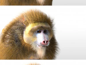 baboon monkey rigged low poly animal 3D Model