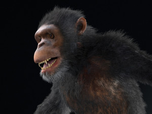 chimpanzee ape rigged low poly animal 3D Model