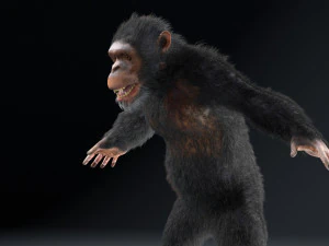 chimpanzee ape rigged low poly animal 3D Model