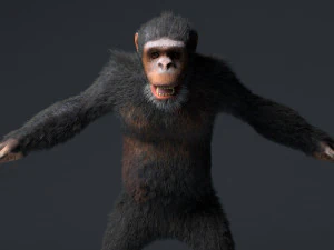chimpanzee ape rigged low poly animal 3D Model