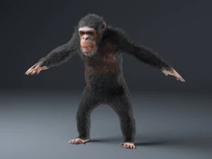 chimpanzee ape rigged low poly animal 3D Model