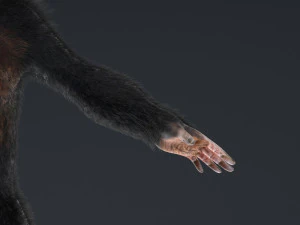 chimpanzee ape rigged low poly animal 3D Model
