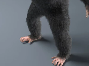 chimpanzee ape rigged low poly animal 3D Model