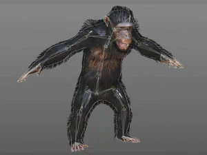 chimpanzee ape rigged low poly animal 3D Model