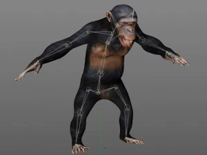 chimpanzee ape rigged low poly animal 3D Model