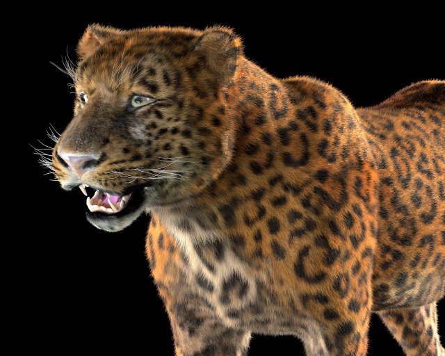 leopard hairs rigged low poly animal 3D Model .c4d .max .obj .3ds .fbx .stl .blend 