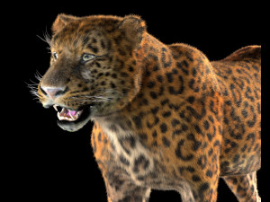 leopard hairs rigged low poly animal 3D Model