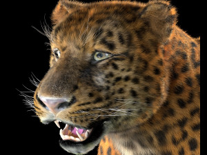 leopard hairs rigged low poly animal 3D Model