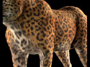 leopard hairs rigged low poly animal 3D Model