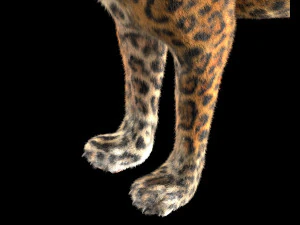 peli di leopardo truccati animale low poly Modello 3D