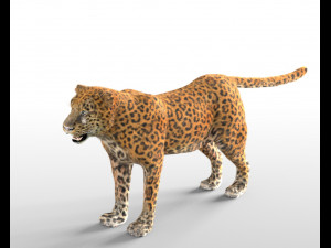 leopard hairs rigged low poly animal 3D Model