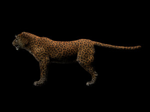 leopard hairs rigged low poly animal 3D Model