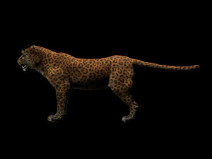 peli di leopardo truccati animale low poly Modello 3D