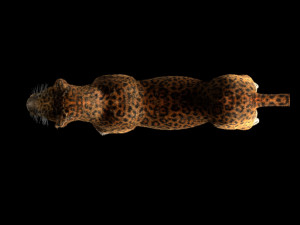 leopard hairs rigged low poly animal 3D Model