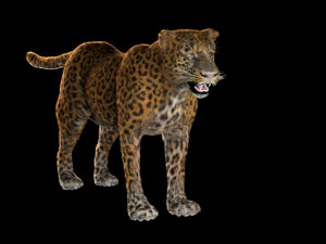 leopard hairs rigged low poly animal 3D Model