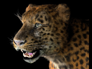 leopard hairs rigged low poly animal 3D Model