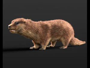 水獭毛操纵低聚动物 3D 模型