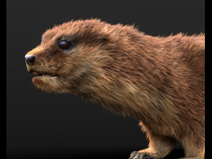 otter hairs rigged low poly animal Modelo 3D