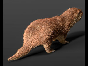 otter hairs rigged low poly animal Modelo 3D