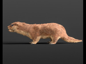otter hairs rigged low poly animal Modelo 3D