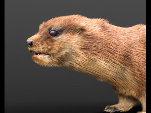 otter hairs rigged low poly animal Modelo 3D