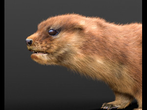 otter hairs rigged low poly animal Modelo 3D