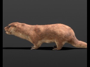 otter hairs rigged low poly animal Modelo 3D