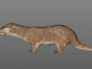 otter hairs rigged low poly animal Modelo 3D