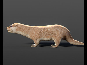 otter hairs rigged low poly animal Modelo 3D