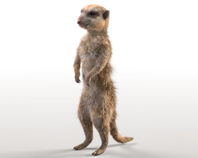meerkat hairs rigged low poly animal 3D 모델 .c4d .max .obj .3ds .fbx .stl .blend 