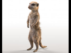 meerkat hairs rigged low poly animal 3D Model
