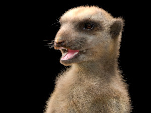 meerkat hairs rigged low poly animal 3D 모델
