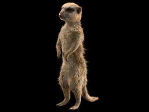 मीरकैट हेयर रिग्ड लो पॉली एनिमल 3D मॉडल