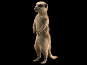 मीरकैट हेयर रिग्ड लो पॉली एनिमल 3D मॉडल