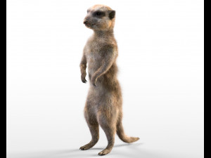 meerkat hairs rigged low poly animal 3D 모델