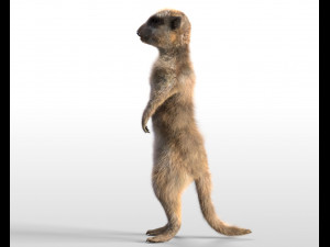meerkat hairs rigged low poly animal 3D 모델