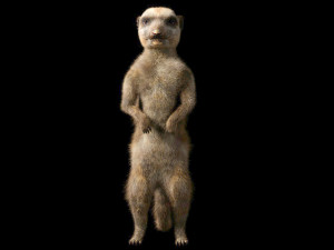 meerkat hairs rigged low poly animal 3D 모델