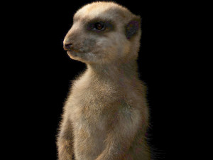 meerkat hairs rigged low poly animal 3D 모델