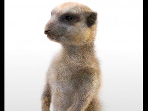 meerkat hairs rigged low poly animal 3D 모델