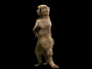 meerkat hairs rigged low poly animal 3D 모델